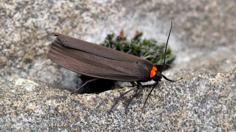 Parmotrema perlatum - &copy; Barry Stewart