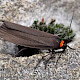 Parmotrema perlatum