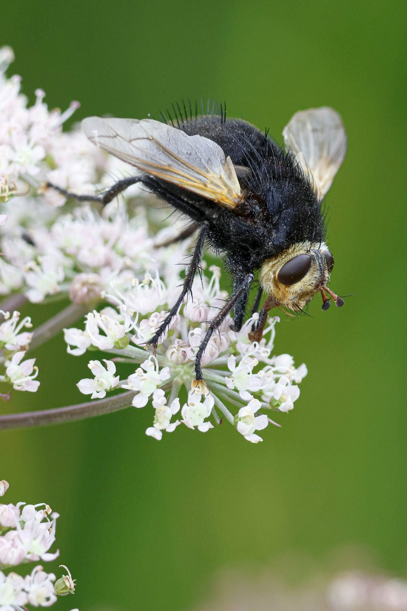 Angelica sylvestris - &copy; Barry Stewart