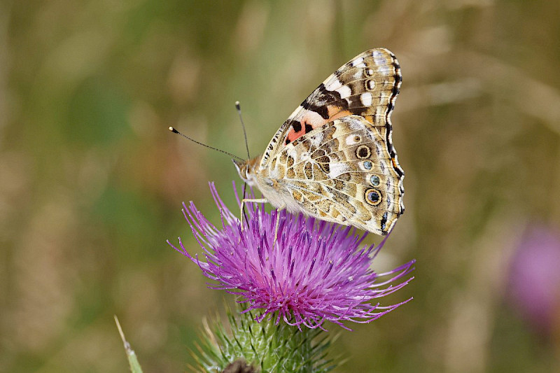 Cirsium vulgare - &copy; Barry Stewart