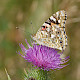 Cirsium vulgare