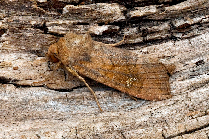 Molinia caerulea - &copy; Barry Stewart