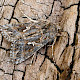 Cakile maritima