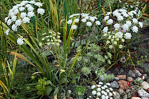 Ammi majus Bullwort