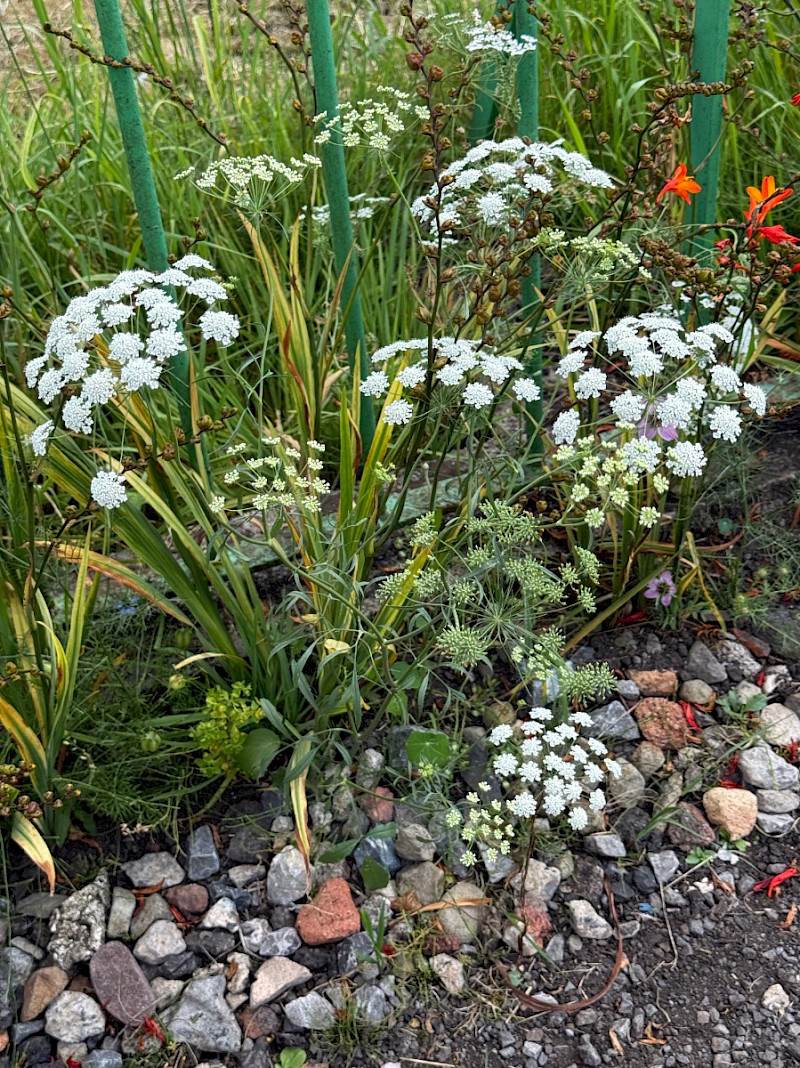 Ammi majus - &copy; Charles Hipkin