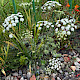 Ammi majus