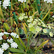 Ammi majus