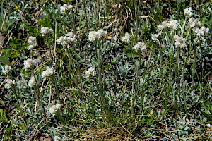 Antennaria dioica Mountain Everlasting