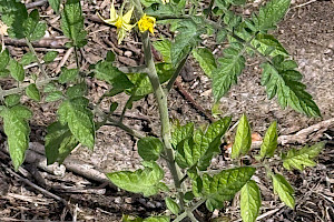 Solanum lycopersicum Tomato