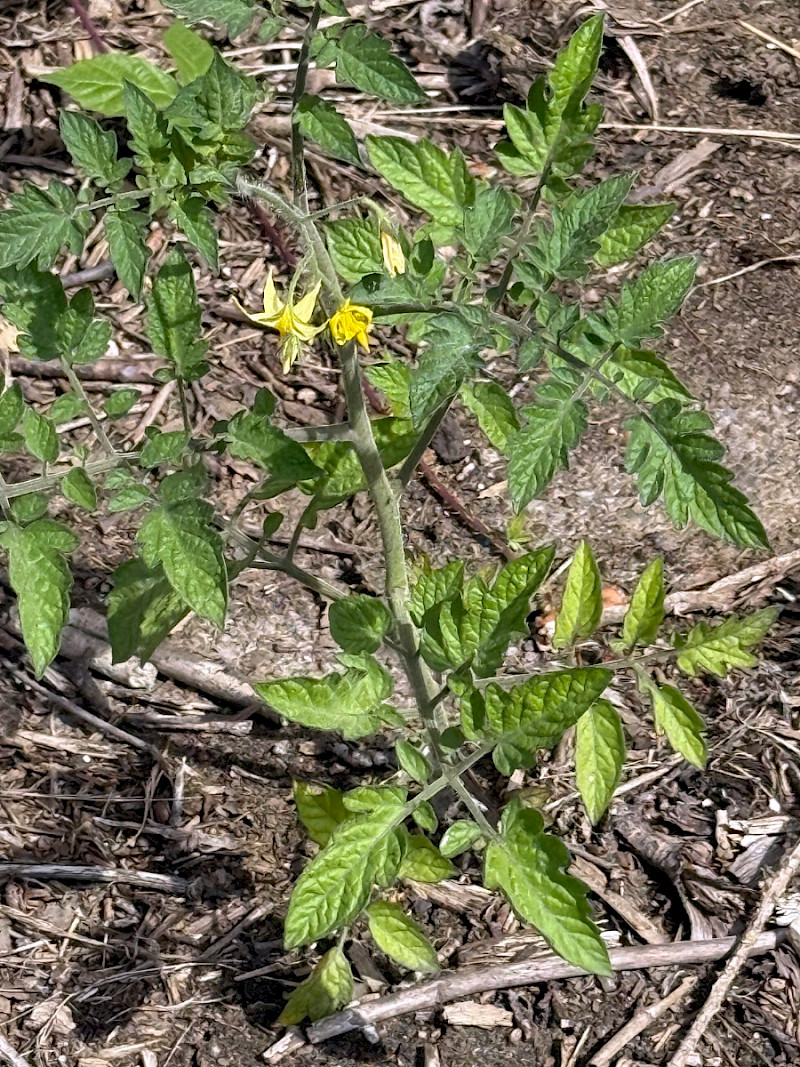 Solanum lycopersicum - &copy; Charles Hipkin