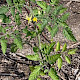 Solanum lycopersicum