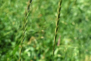 Elymus repens Common Couch