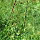 Elymus repens