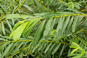 Salix purpurea Purple Willow