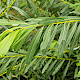 Salix purpurea