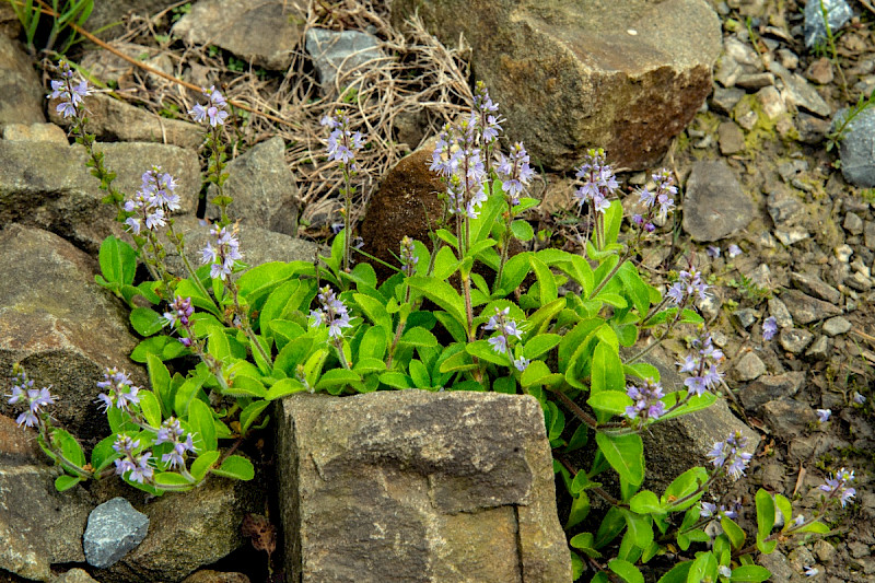 Veronica officinalis - &copy; Charles Hipkin