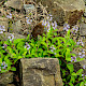 Veronica officinalis