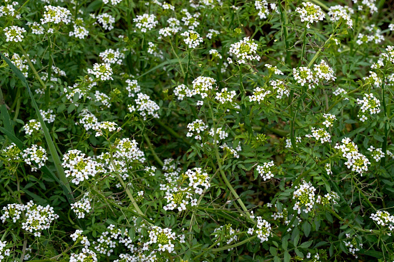 Cardamine flexuosa - &copy; Charles Hipkin