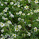 Cardamine flexuosa