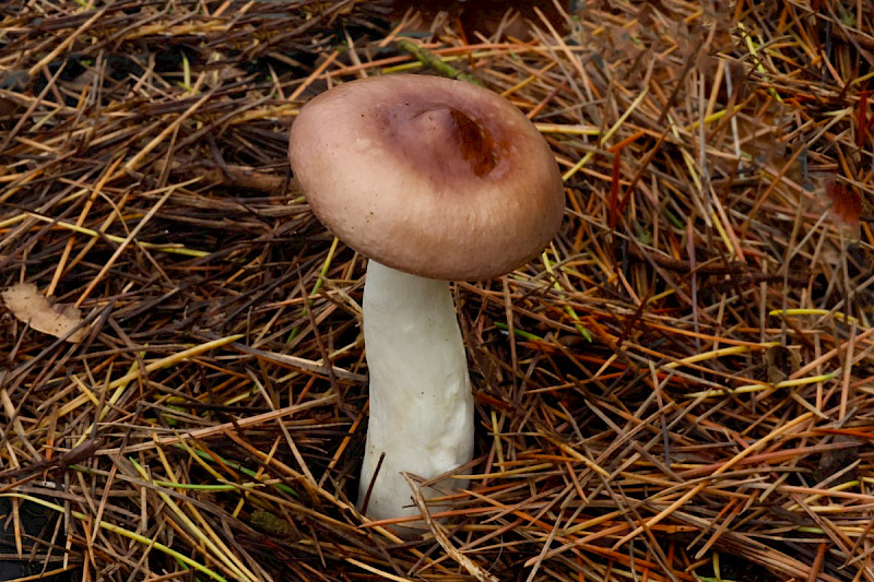 Russula caerulea - &copy; Charles Hipkin