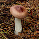 Russula caerulea