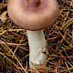 Russula caerulea