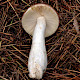 Russula caerulea