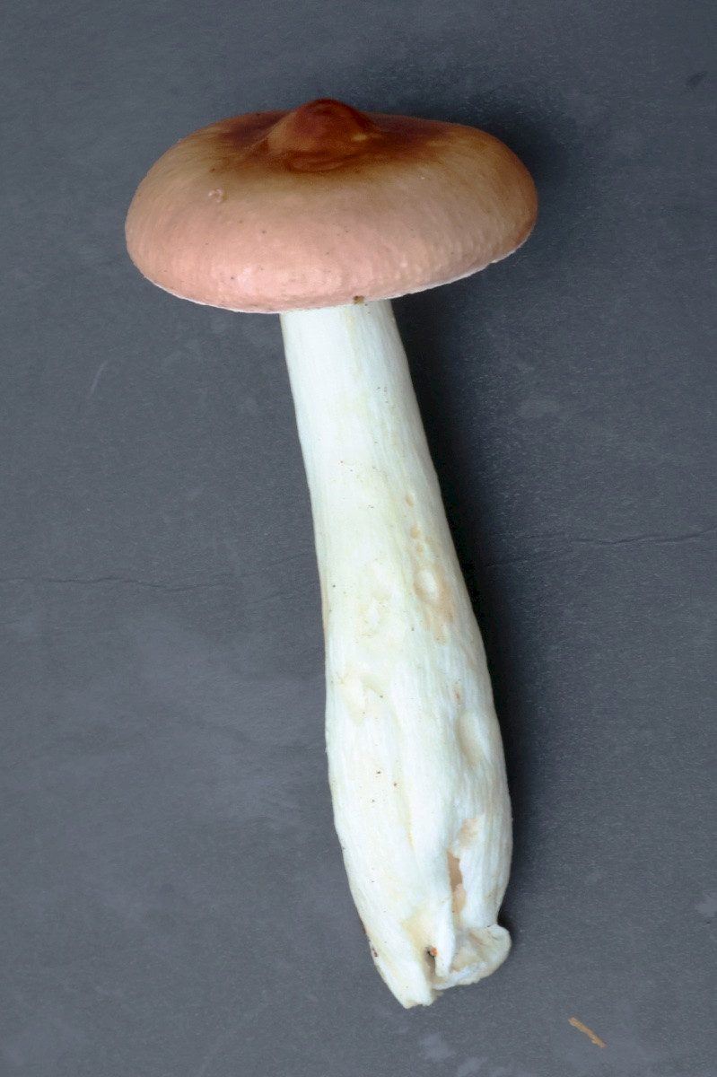 Russula caerulea - &copy; Charles Hipkin