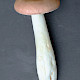 Russula caerulea