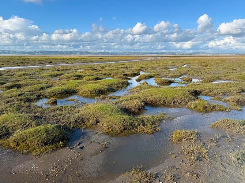 Saltmarsh - &copy; Charles Hipkin