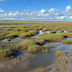 Saltmarsh