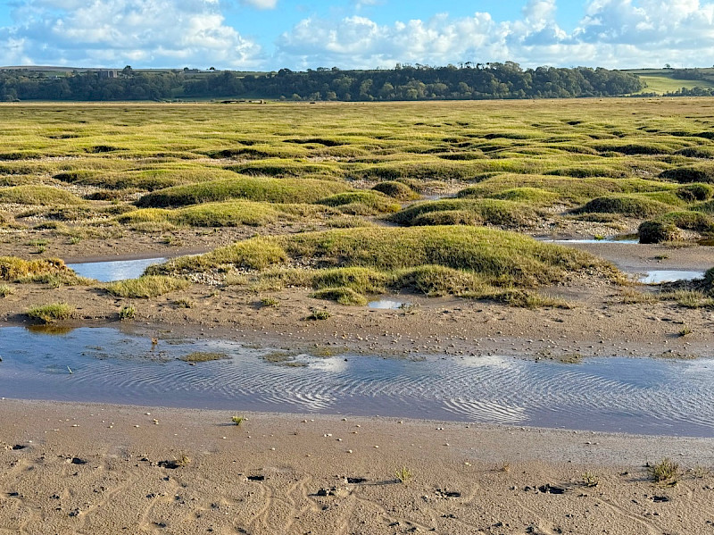 Saltmarsh - &copy; Charles Hipkin