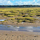 Saltmarsh