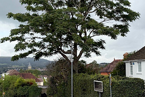 Simaroubaceae