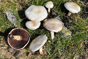 Agaricus bernardii Salty Mushroom