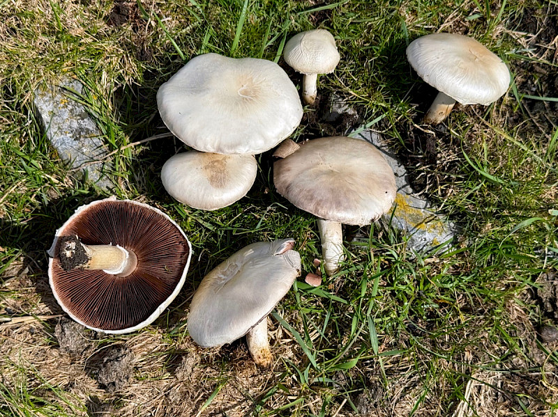 Agaricus bernardii - &copy; Charles Hipkin