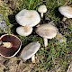 Agaricus bernardii
