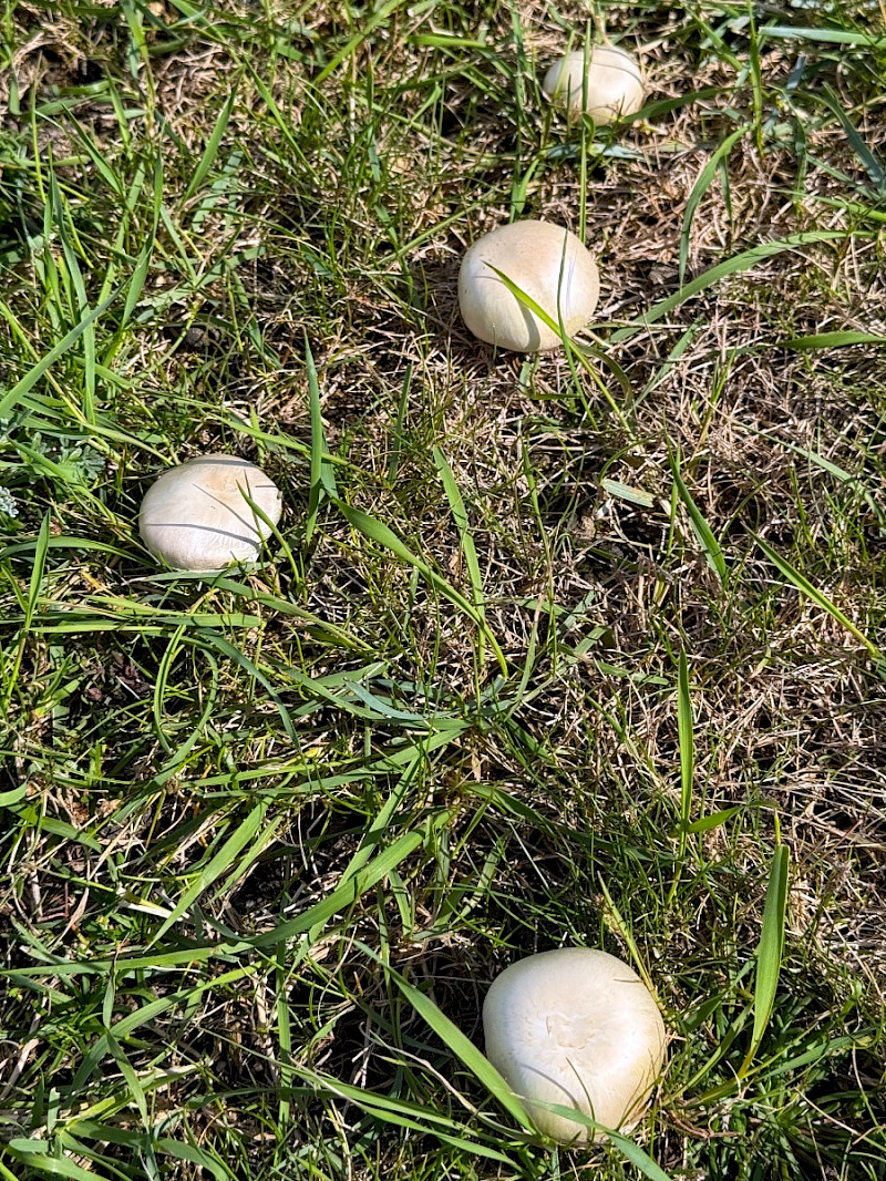 Agaricus bernardii
