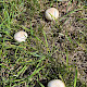 Agaricus bernardii