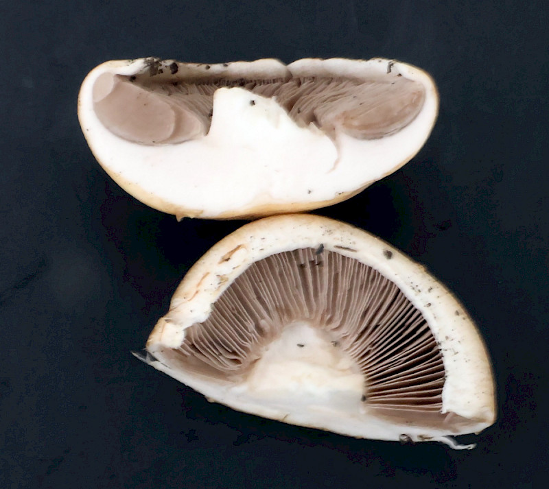 Agaricus bernardii