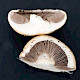 Agaricus bernardii