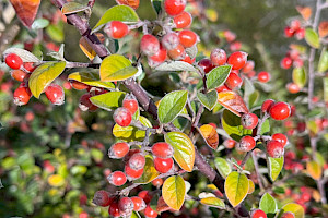 Cotoneaster vilmorinianus Vilmorin's Cotoneaster