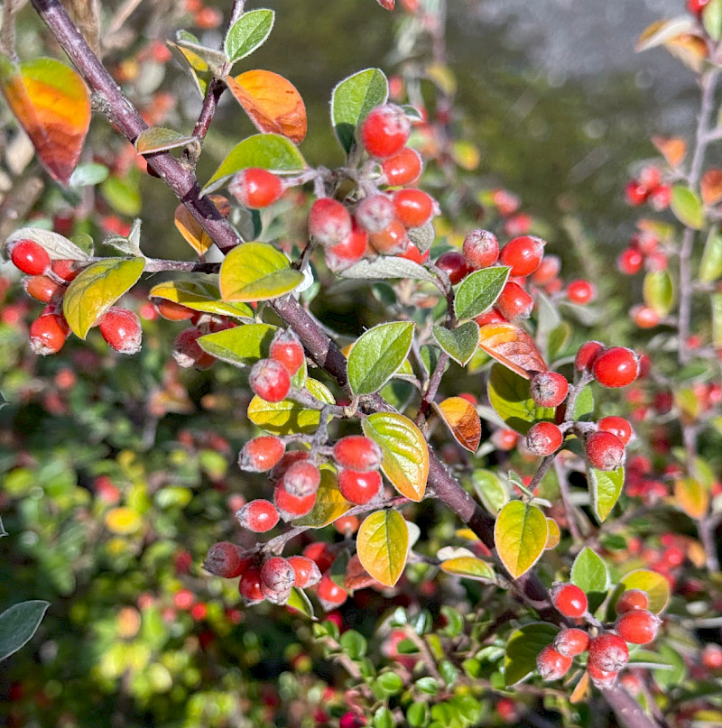 Cotoneaster vilmorinianus - &copy; Charles Hipkin
