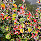 Cotoneaster vilmorinianus