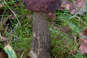 Leccinum melaneum 