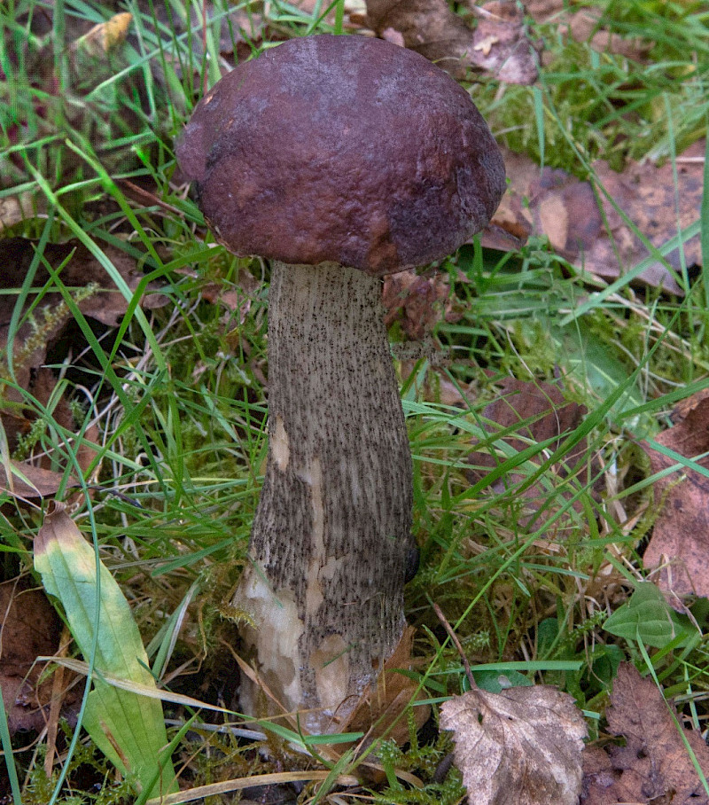 Leccinum melaneum
