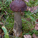 Leccinum melaneum