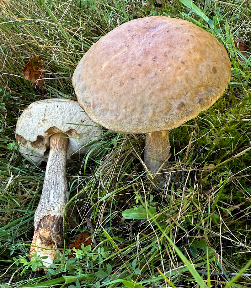 Leccinum scabrum - &copy; Charles Hipkin