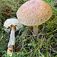 Leccinum scabrum