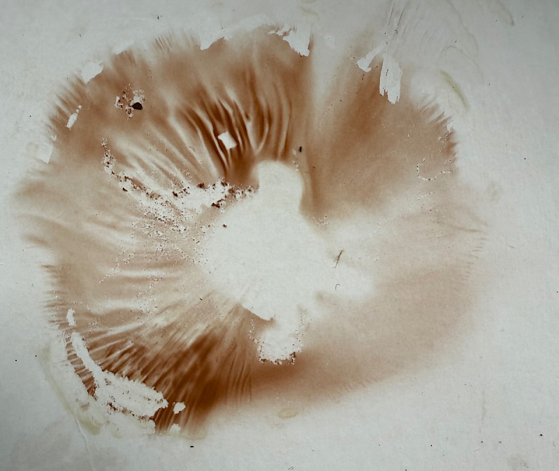 Entoloma lividoalbum - &copy; Charles Hipkin